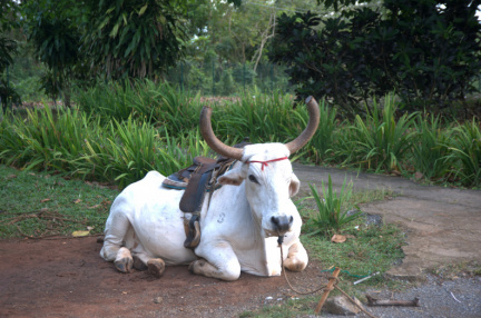 Boeuf de transport