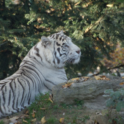 Zoo de Fitilieu